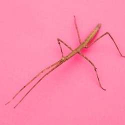 I look exactly like a stick. Can you identify me? a) Branchling b) Twig Stalker c) Walking Leaf