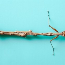 I look exactly like a stick. Can you identify me? a) Twig Crawler b) Walking Leaf c) Camou-Stick