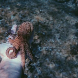 I can mimic other sea creatures. What’s my name? a) Shape Shifter b) Jelly Mimic c) Cuttlefish