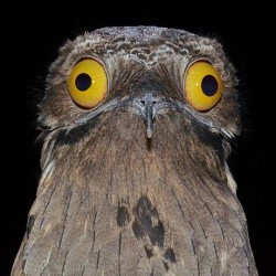 Camouflaging with tree branches, I’m a master of disguise. What’s my name? a) Potoo Bird b) Tawny Frogmouth c) Nightjar