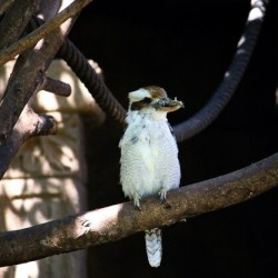 Camouflaging with tree branches, I’m a master of disguise. What’s my name? a) Tree Whisper b) Bark Beak c) Nightjar