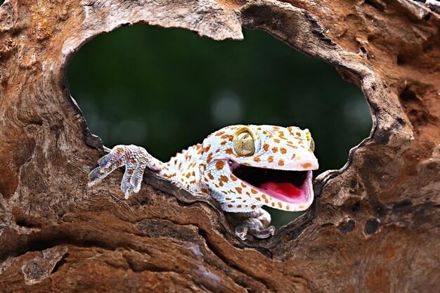 Test your knowledge of some of the world's most elusive animals! Can you identify these creatures? Take the quiz to find out!