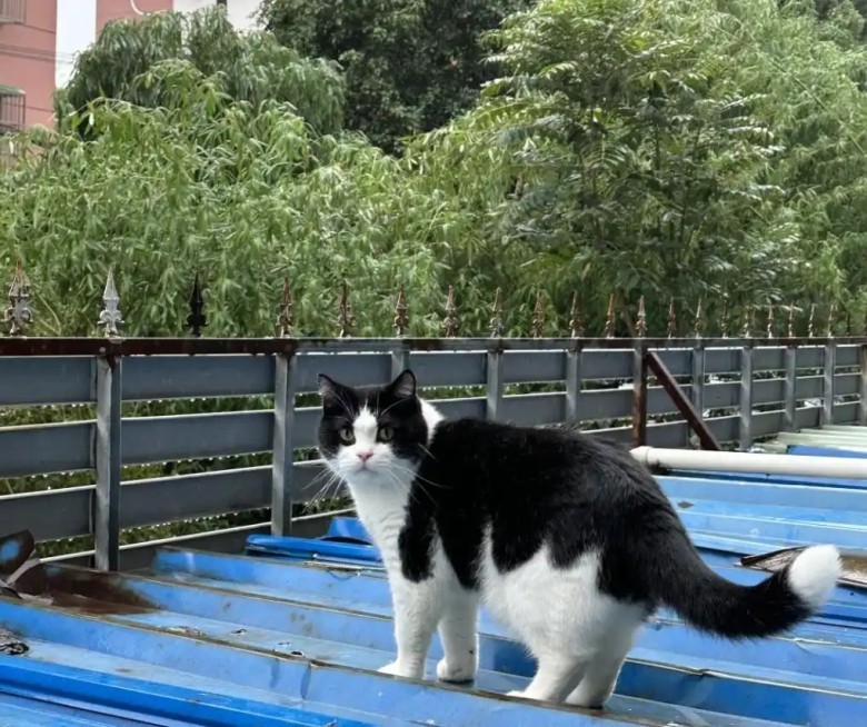 What are the best ways to keep your indoor cat entertained?