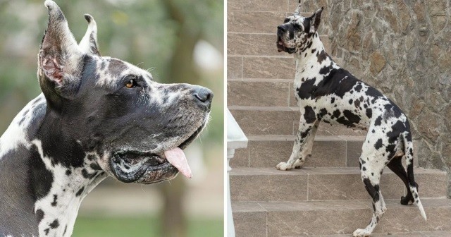 Which dog breed do you think brings the most joy despite their shorter life expectancy?