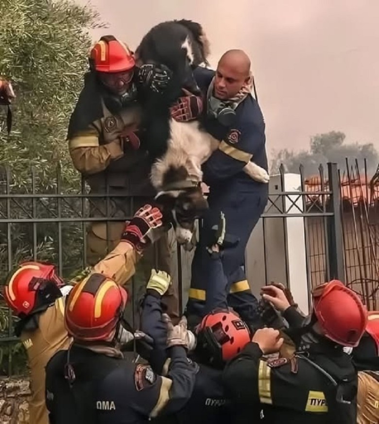 Bravery & Compassion: LA Firefighters Rescue a Furry Baby from the Flames!
