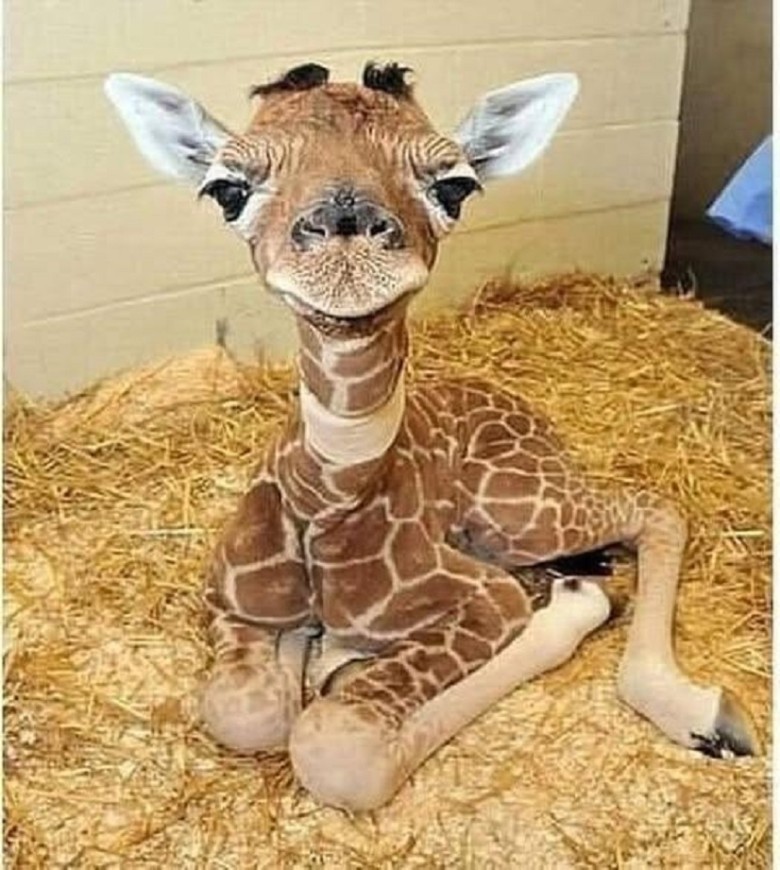 Meet the World’s Cutest Newborn: A 2-Day-Old Baby Giraffe!