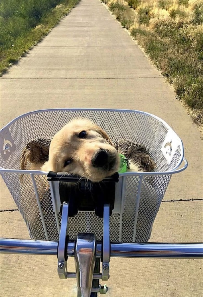 From Invisible to Unforgettable: A Lost Dog’s Heartwarming Journey to Love