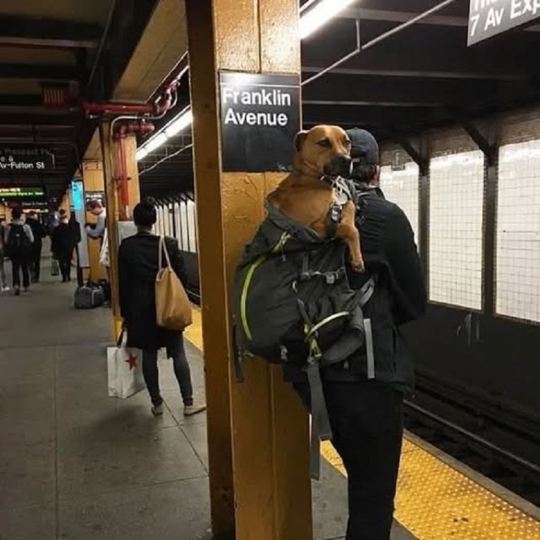 A Heartwarming Moment: The Subway Dog That Touched My Soul