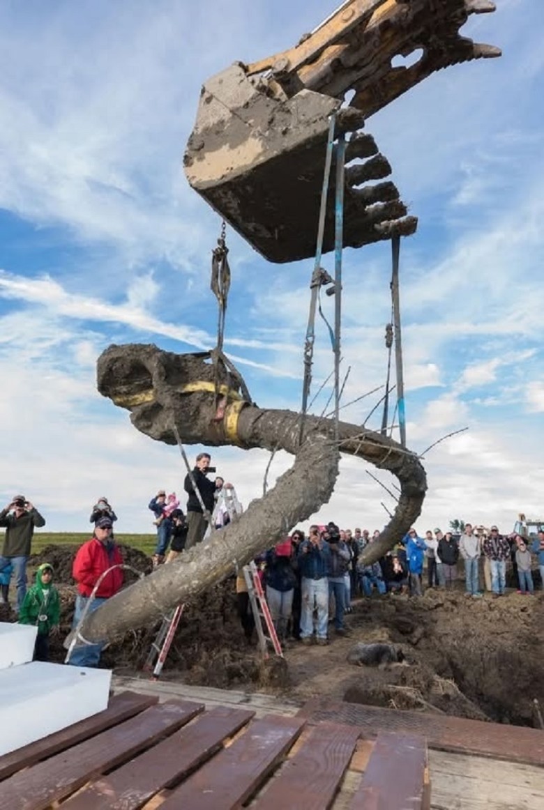 Unearthed from the Ice Age: The Michigan Mammoth Discovery That Changes History!