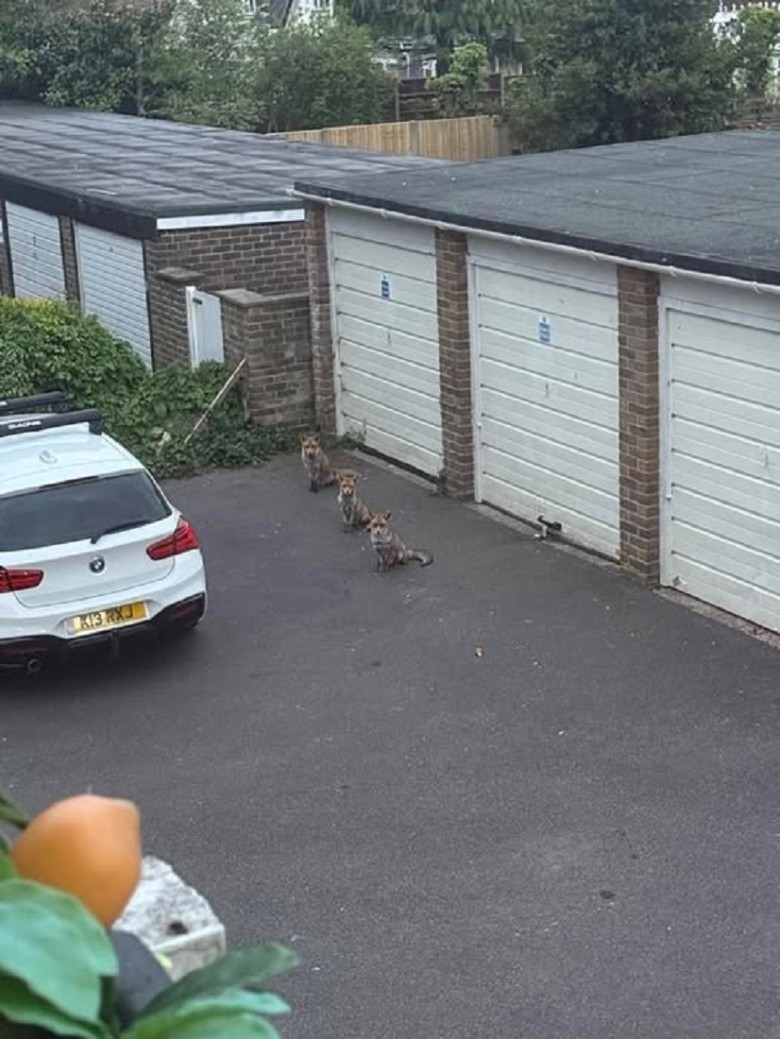 Dinner Time Shenanigans: Foxes Wait for Their Chicken Wings!