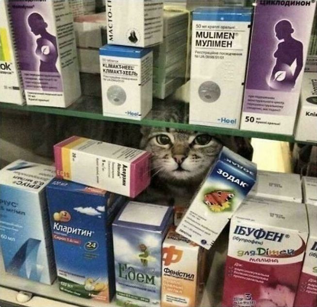 The Khajiit would approve—if you’ve got coins