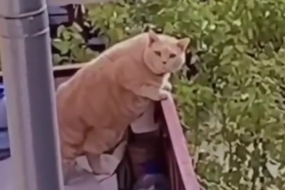 Barrel Buddies: Dog and Cat's Epic Leap of Fun!