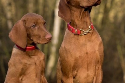 12 Challenging Dog Breeds to Train: Can You Handle the Challenge?