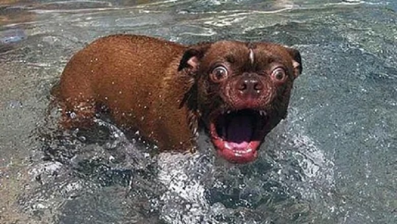 Dogs Bringing Laughter and Joy to the World