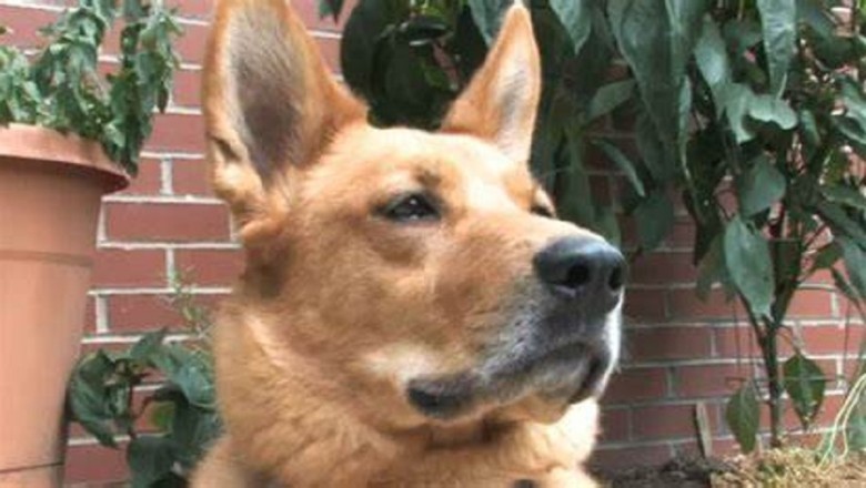Speedy Paws: Watch a Dog Blitz Down Stairs with Lightning Speed!