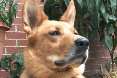 Speedy Paws: Watch a Dog Blitz Down Stairs with Lightning Speed!