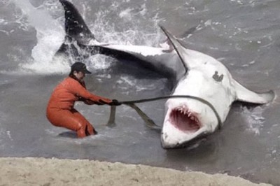 "Incredible Rescue: Fishermen Save Giant Shark in Life-or-Death Operation"
