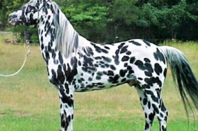 Unbelievable Twist: Horse Theft Exposed as Zebra Dyeing Scandal