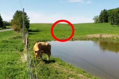 Intelligent Super Cow Prevents Theft - A Thrilling Viral Tale