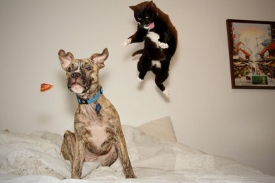 Fur-tastic Funnies: Hilarious Tales of Cats and Dogs