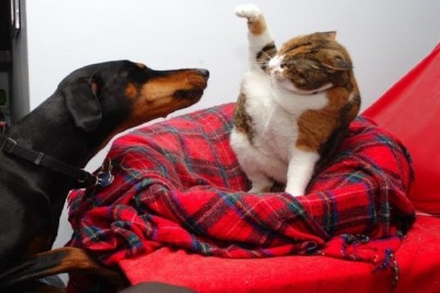 Pawsitively Purr-fect Pranks: Silly Shenanigans of Cats and Dogs