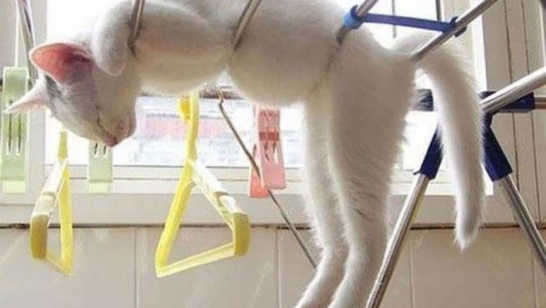 Unbelievable Sleep Positions: These Photos Will Amaze You!