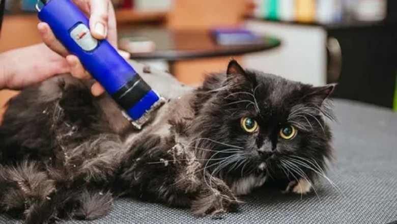 "Fur-tastic Follies: Dogs and Cats Comedy Show"