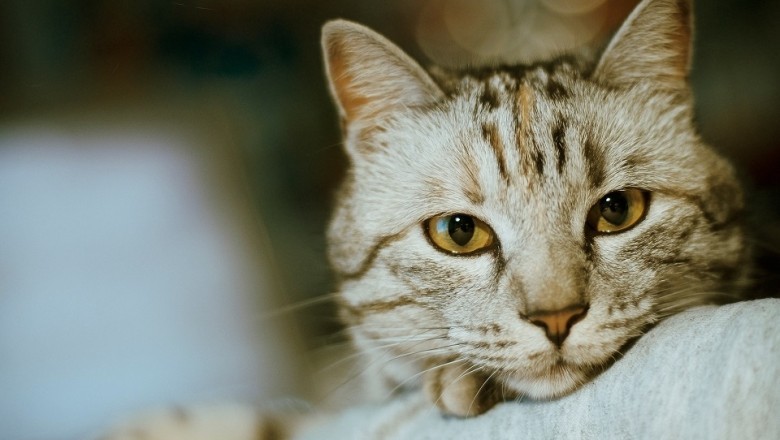 Heartwarming Surprise: Woman's Creative Plan to Adopt a Cat for Anniversary Goes Viral