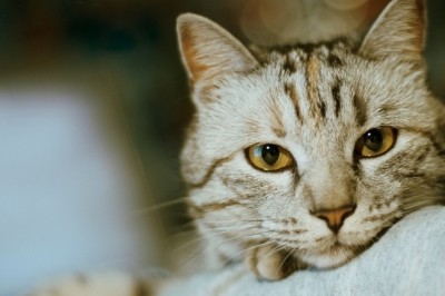 Heartwarming Surprise: Woman's Creative Plan to Adopt a Cat for Anniversary Goes Viral