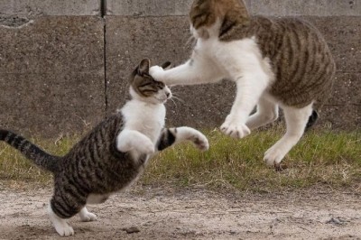 LOL Alert: Hilarious Dogs and Cats Battle for the Title of Funniest Pet in This Must-Watch Video!