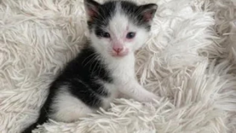 Bo's Inspiring Journey: From Rescue to Foster Sibling