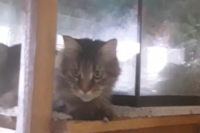 Hilarious Cat's Obsession with All Things Fishy!