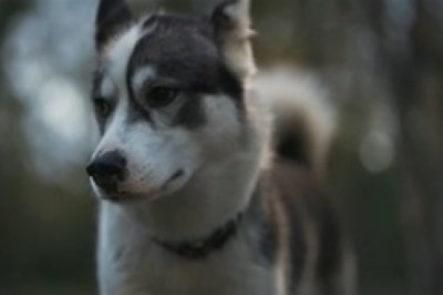 Heartwarming Video: Rescued Dog Finds Solace and Happiness Alone in the Forest!