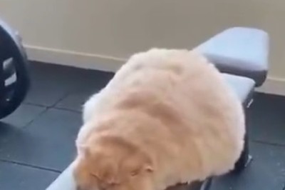 Athletic Feline Feats: Cats Defying Gravity in Sports