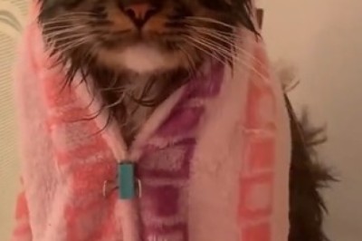 Purr-fectly Pampered: Adorable Cat Finds Comfort in a Hairdryer!