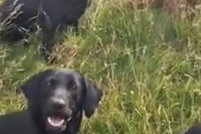 The Pawsome Wait: Dogs Eagerly Awaiting the Starting Whistle