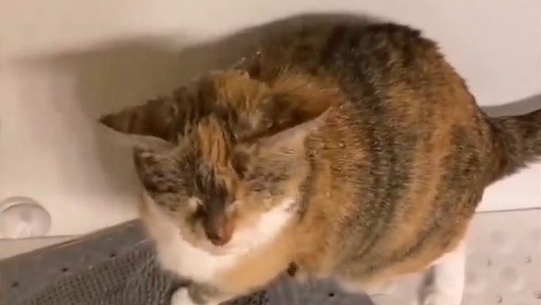 Quirky Hydration: A Cat's Unique Thirst Quenching Technique!