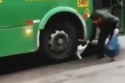 Hilarious Animal Antics: A Side-Splitting Compilation