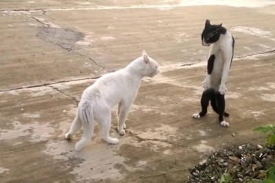 Hilarious Encounters: Dogs vs Cats - Funny Videos Compilation