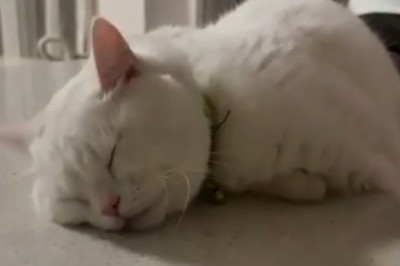 Cat-napping in Style: Adorable Feline Takes a Snooze on the Table!