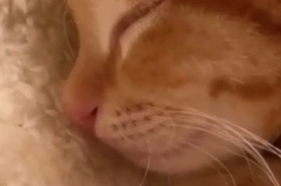 The Feline Sleep Diva: Watch This Fabulously Sleeping Cat in Action!