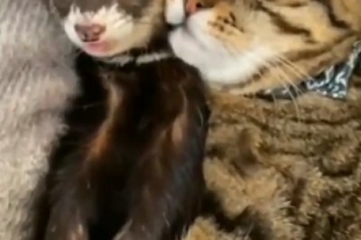 Unlikely Duo: Cat and Rare Animal Form Unbreakable Bond! Watch Their Hilarious Adventures Unfold!