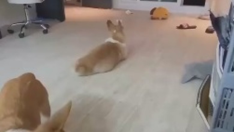 Paws in Motion: A Playful Game of Canine Tag