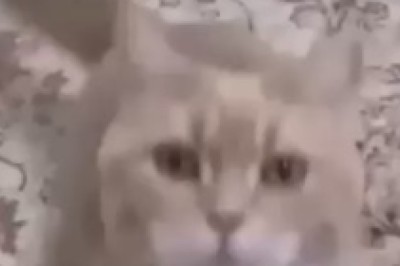 Purrfectly Hilarious: Cat Jamming to the Beat!