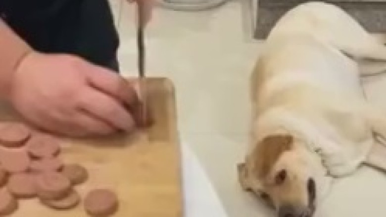 Remorseful Rascal: A Dog's Tale of Food Theft and Guilt