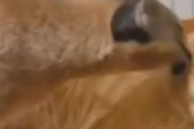 Revenge of the Fluffy Ninja: Cat Takes Down Annoying Intruders!