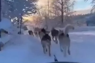 Snowy Adventures: A Pack of Dogs Pulling a Cart Through Winter Wonderland