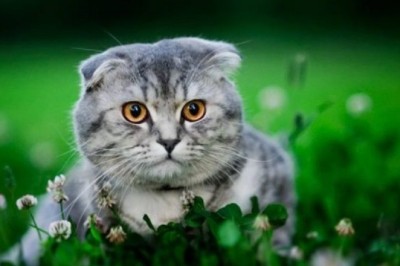 The Delightful Scottish Fold Cat: A Photo of Pure Joy