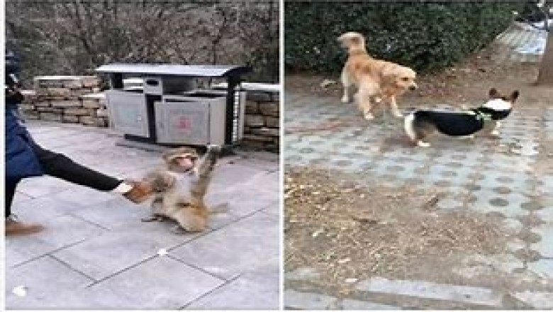 A Showstopping Symphony of Absurdity: Watch this Beautiful Cat's Hilarious Playtime Extravaganza Unfold!