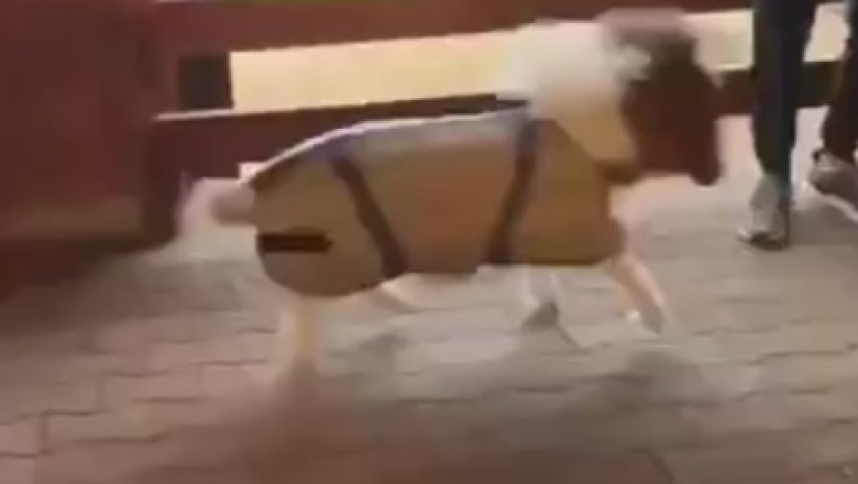 Adorable Amigo: A Small Donkey's Delightful Playtime in the Stable!